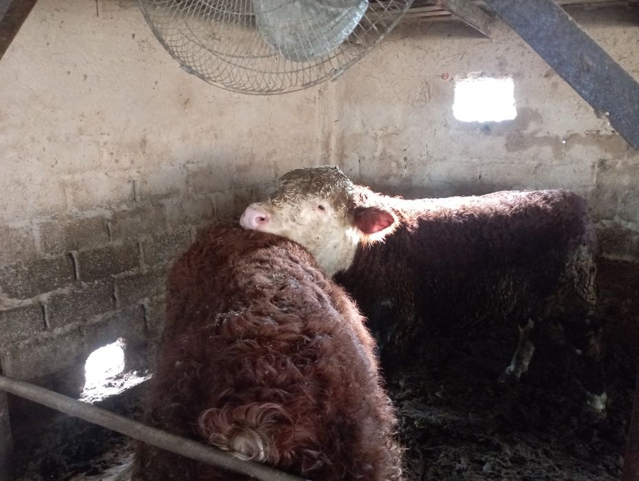 Букалар сотилади