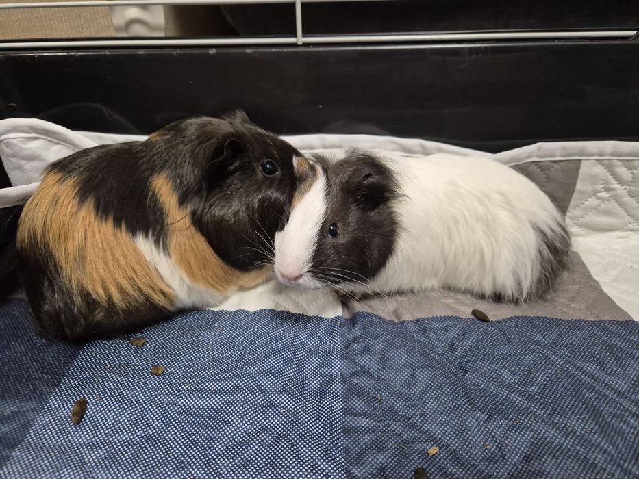 Porcusori + hrana