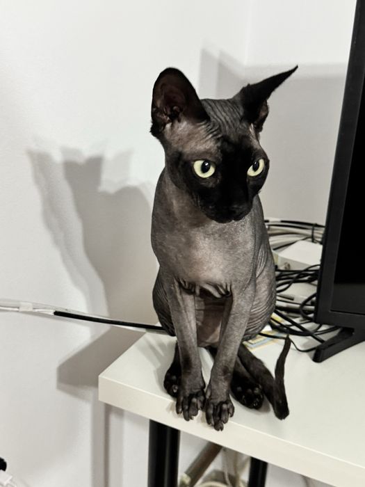 Pisica Sphynx adorabila