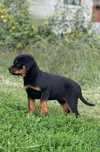 Catelus Rottweiler