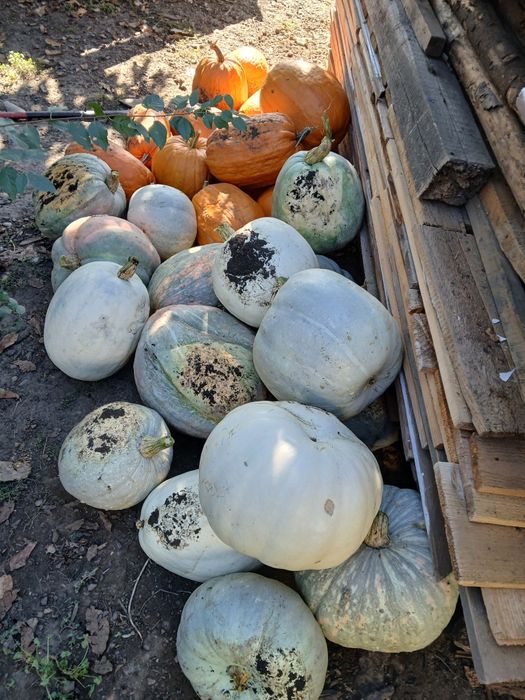 Vând dovleac alb și roșu