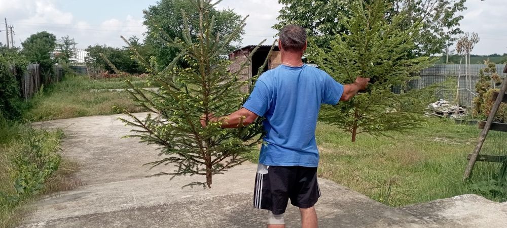 Vând brazi pentru evenimente
