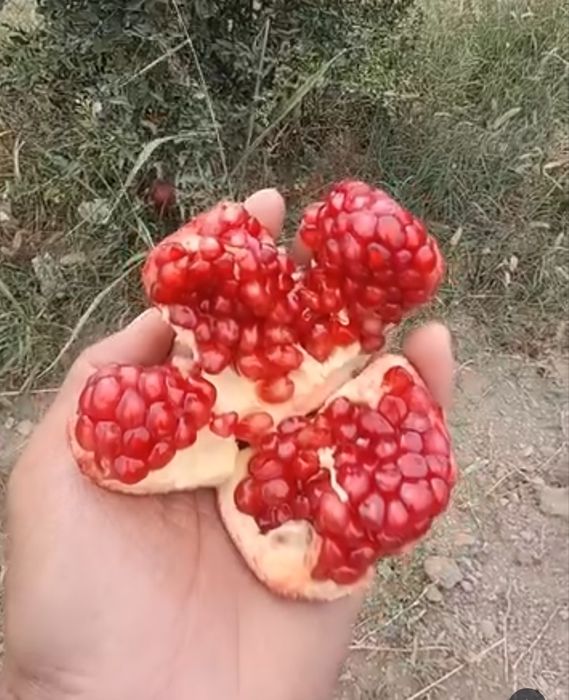 Anor ko'chatlari [Саженец граната]