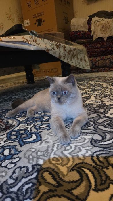 Кот породистый европейский