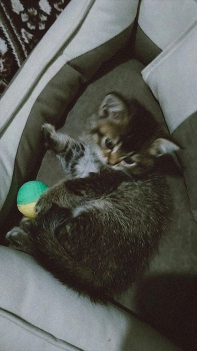 Shinshilla oʻgʻil bola