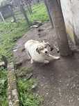 Ofer spre adoptie catelusa iubitoare