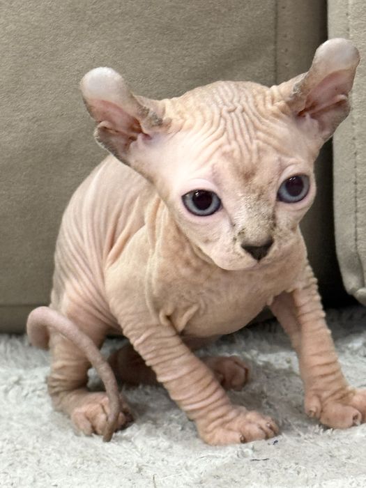 Котята эльфики готовы к переезду в новый дом.