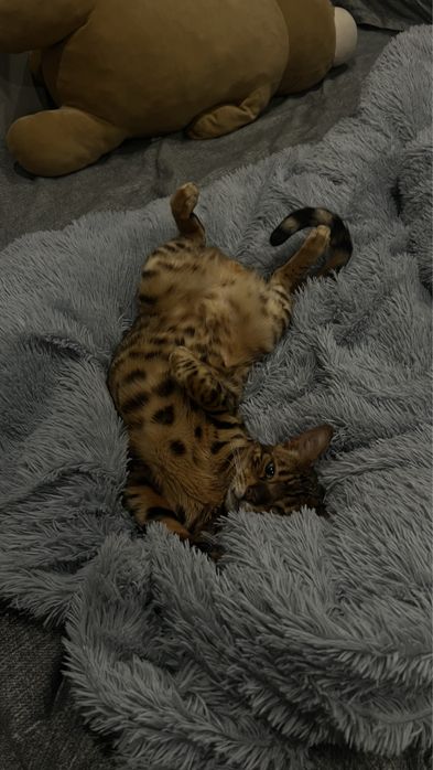 Бенгальский кот