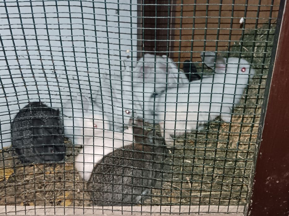 Куйон болалари сотилади