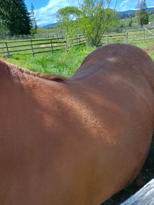 Mânză de vânzare de trei ani