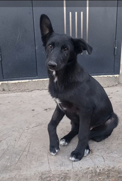 Блэк ищет дом. Доставлю!