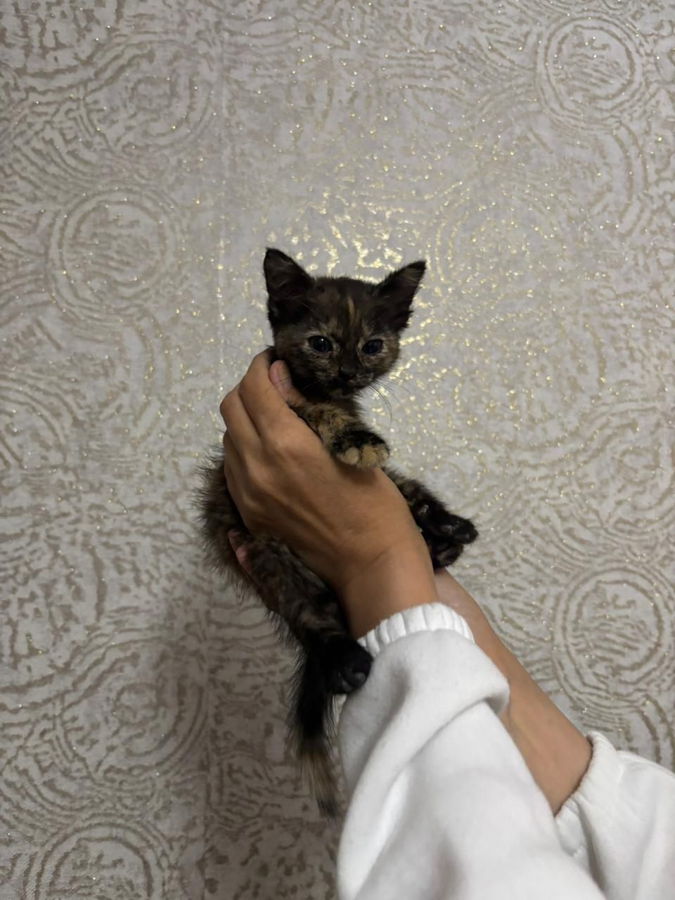 Отдам котёнка в хорошие руки