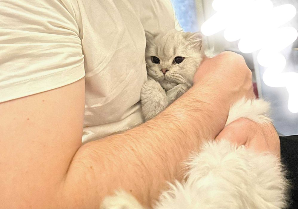 British Long-hair sotiladi