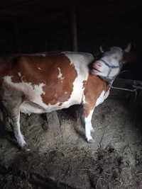 Молодая большая справная корова после откорма на мясо