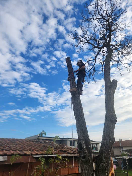 Рязане на Опасни Дървета