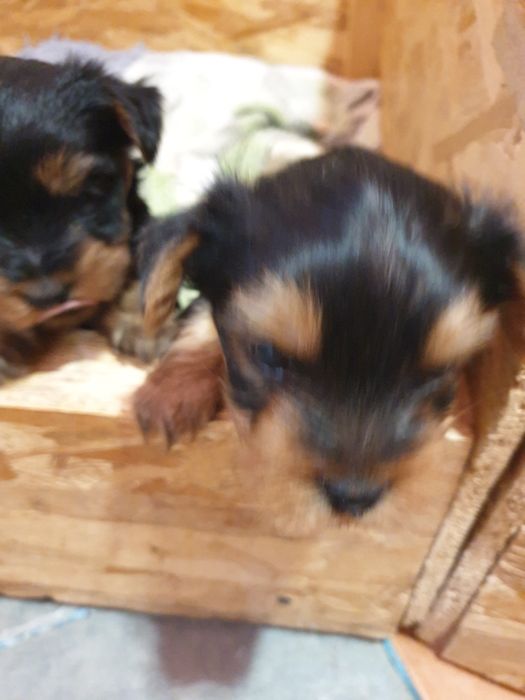 Adoptie Yorkshire terrier minitoy