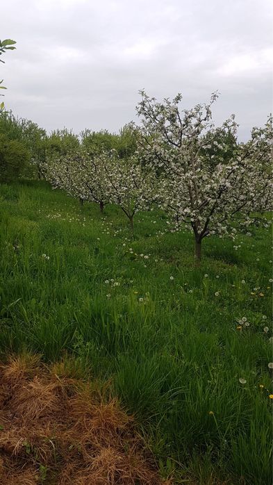 Teren arabil de vanzare/vie/livada in Tasnad