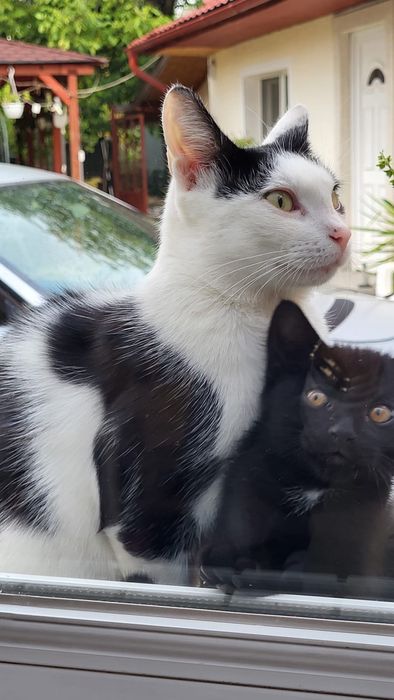 GRATIS pui de pisică de 8 săptămâni