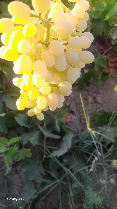 Uzum sotiladi kg 8000