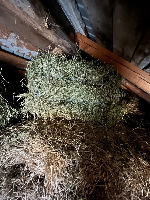 Vand baloate de lucerna