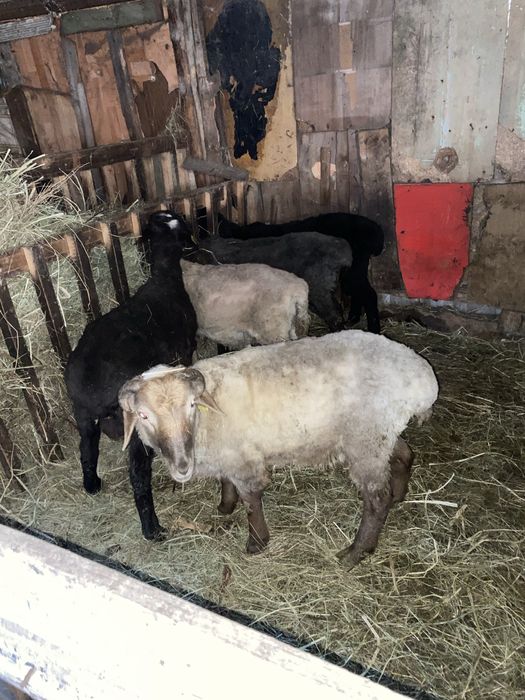 Продам кошкаров с откорма