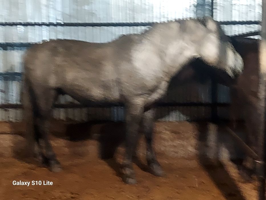 Айғыр российский