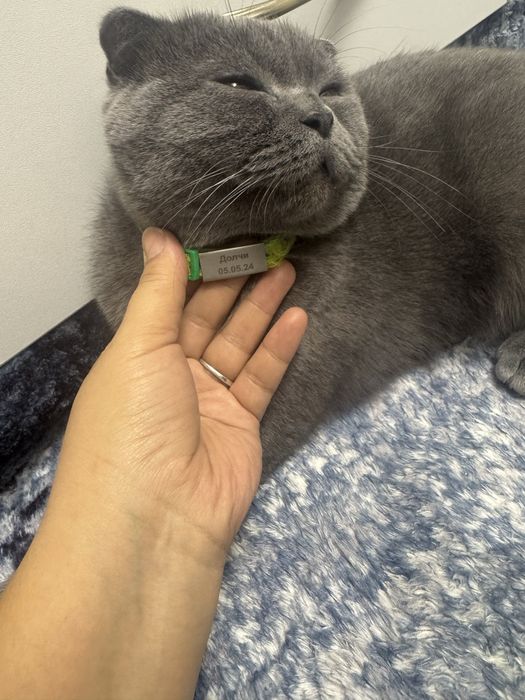 Веселоухйи кот скотиш фолд Срочно