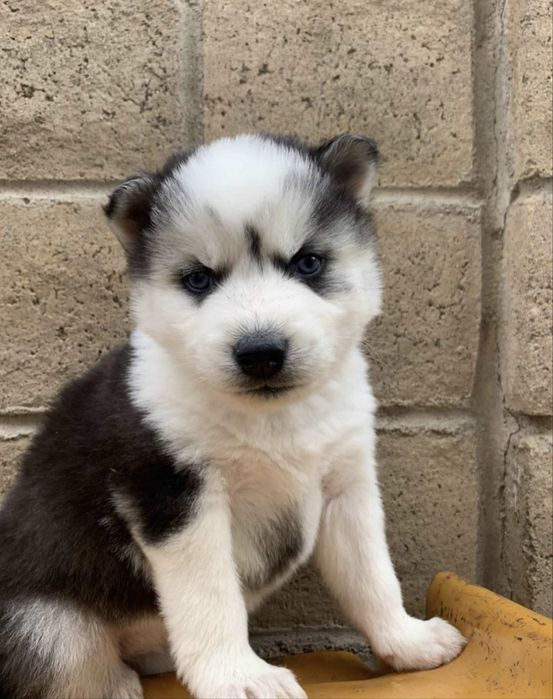 Husky siberian superb