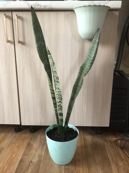 Продам домашние цветы