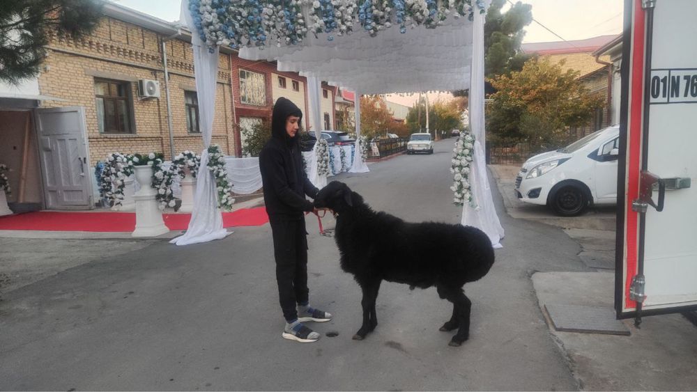 Qoy Soyish Xizmati !!! Куй сойиш Хизмати Tilla Qassop !!!