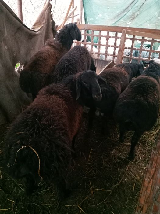 Qo'chqorlar sotiladi.