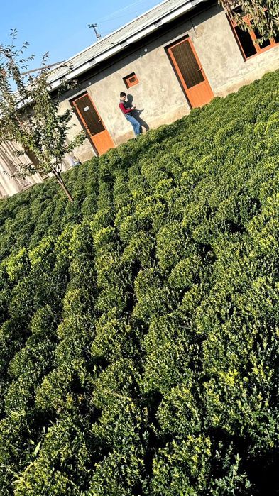 Арчалар. Бор. Зурларидан. Хархил. Мевалиг. Дарахлар   Асарти.  Нархи.