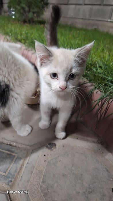 Отдам котёнка в хорошие руки