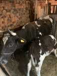 Vaca de 10 ani si tauras de 2 luni