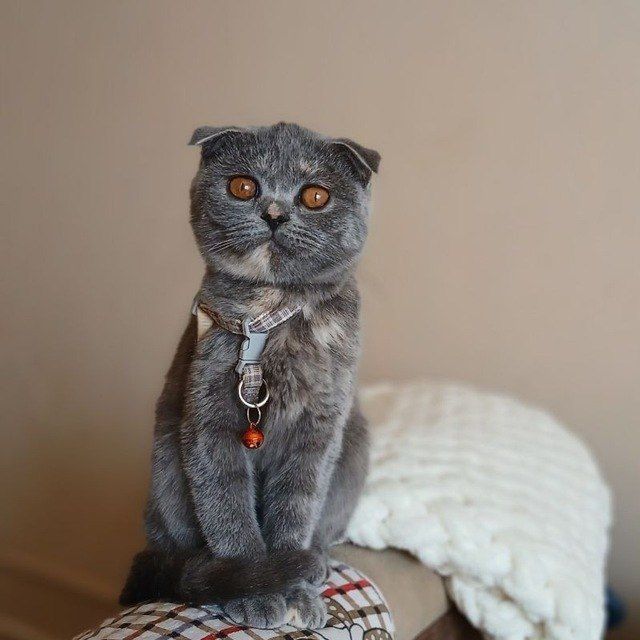 Mushukcha aqlli sotiladi