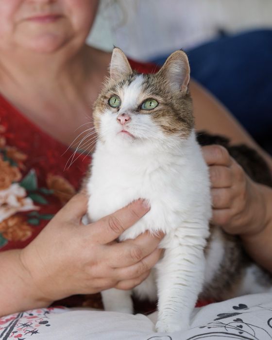 Пристраиваю красавицу кошечку (стерилизованная)