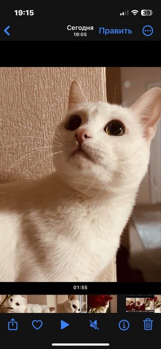 Отдам кота в хорошие руки