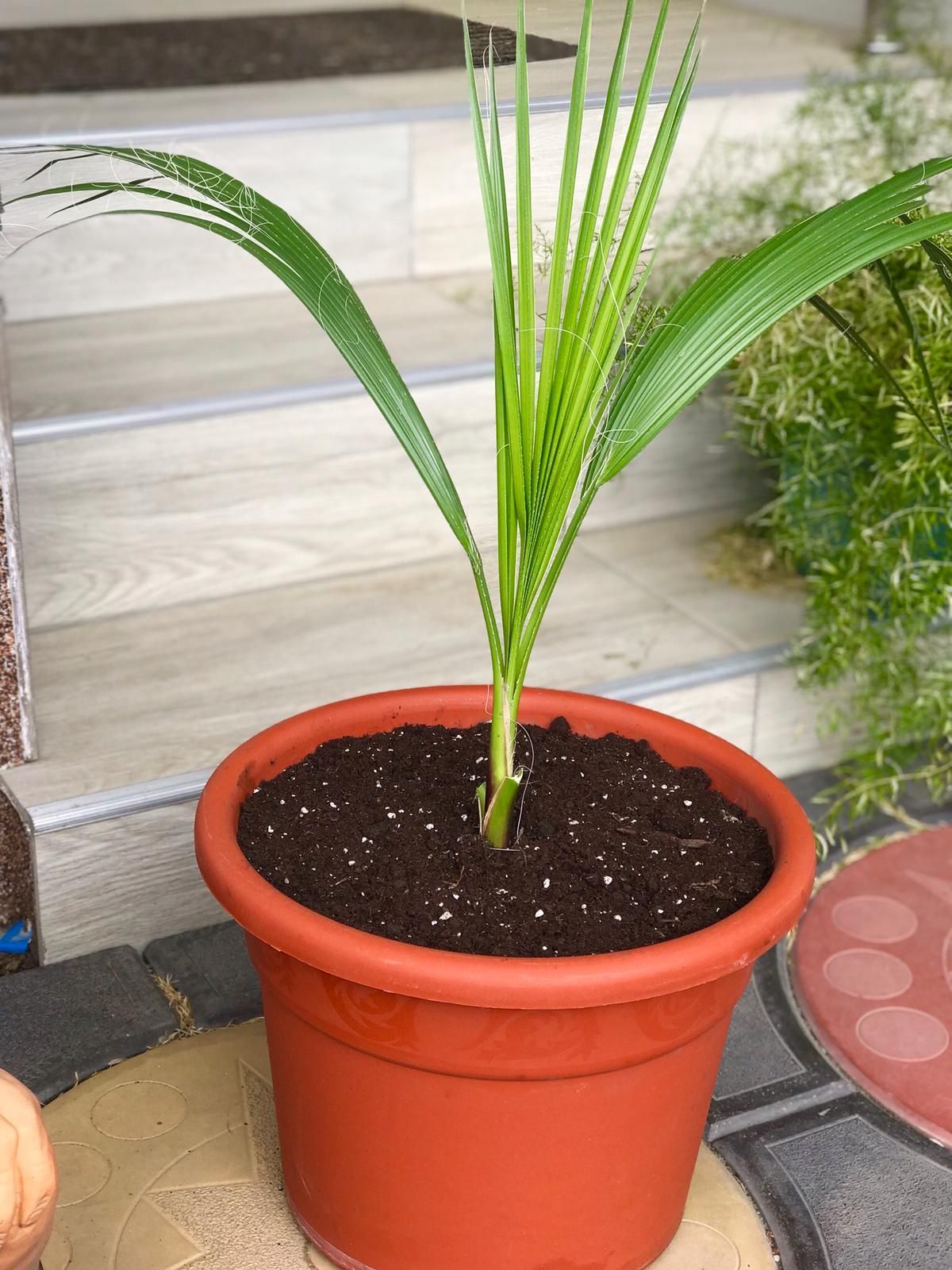 Seminte Palmier Washingtonian Robusta Mexican Palm.