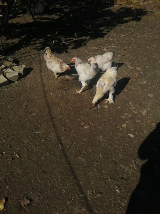 Vând găini de casă