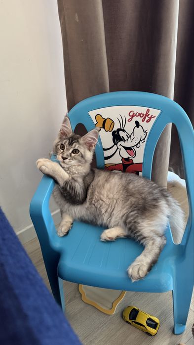 Femela Maine Coon talie gigant