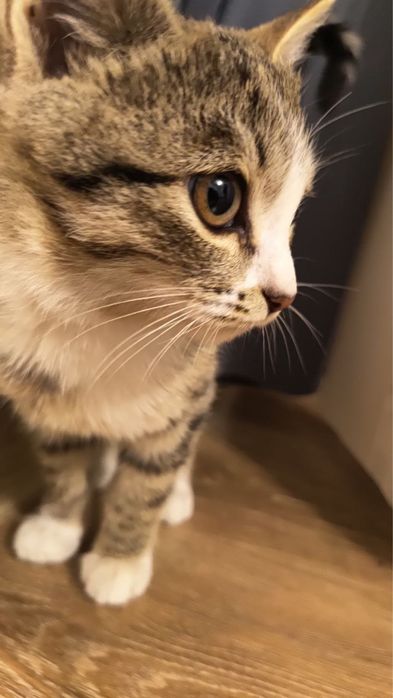 Zotli toza mushuklar