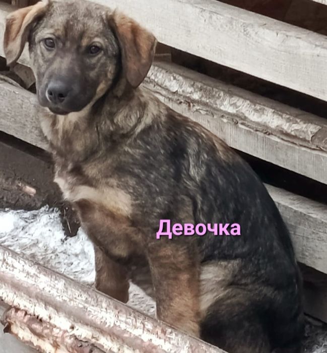 Отдам щенят в ОТВЕТСТВЕННЫЕ руки