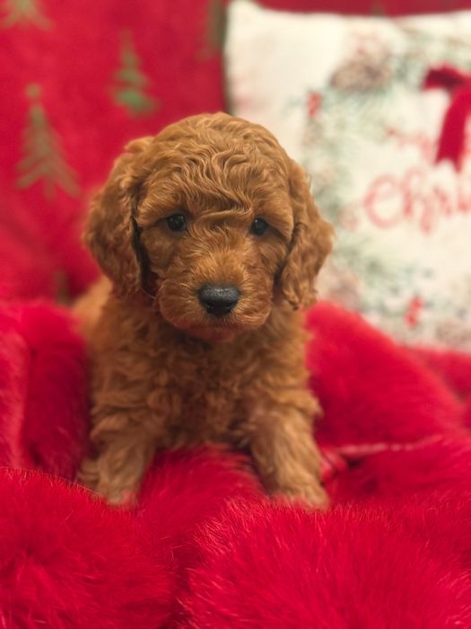 Poodle Toy Roșu mascul