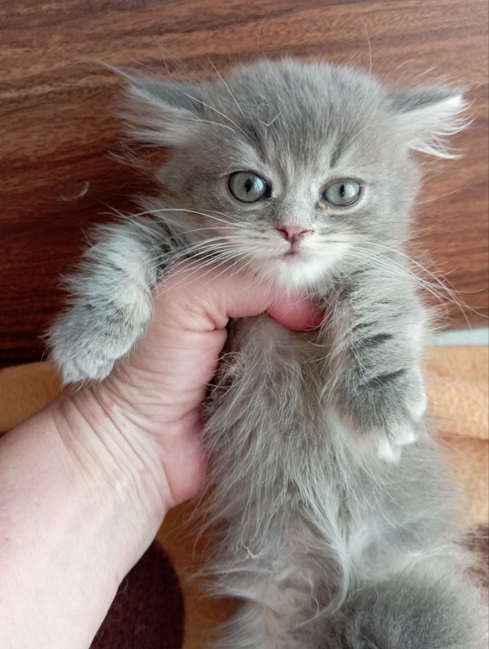 Манчкин девочка 3 мес.