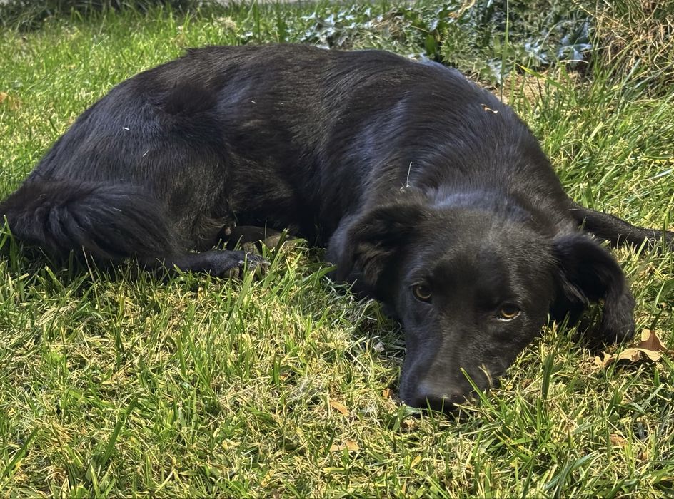 Ищу дом (стерилизована, привита)