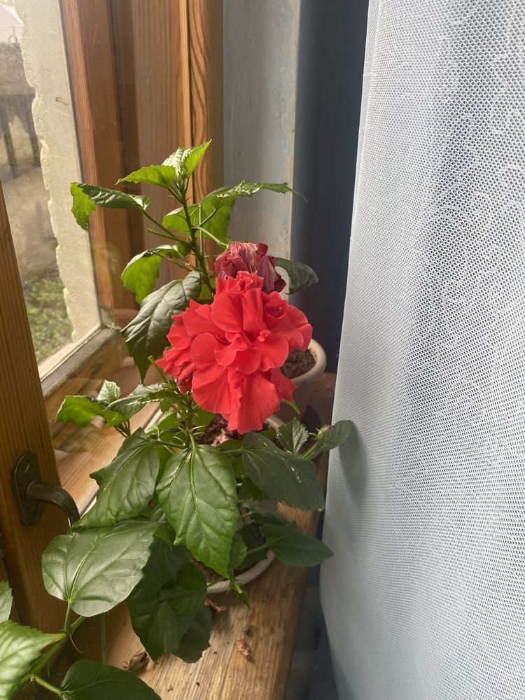 Дом и сад