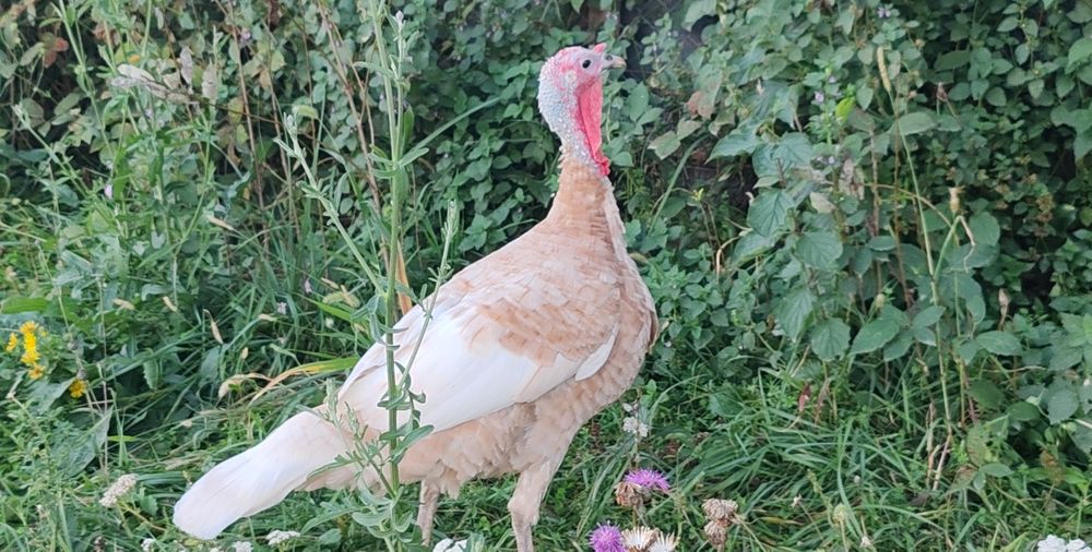 Vand curci Red Bourbone