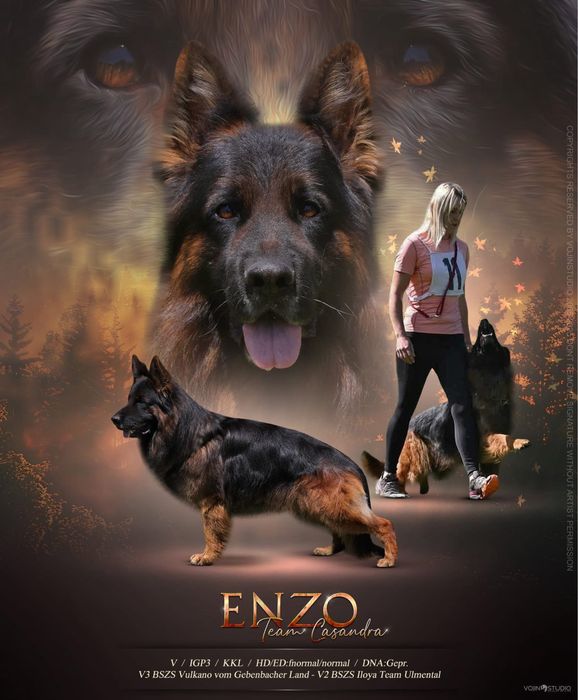 Pui Ciobanesc German cu par lung