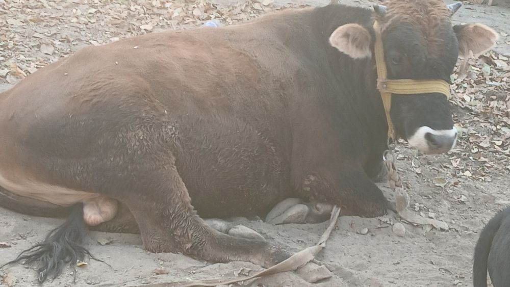 Букалар сотилади.