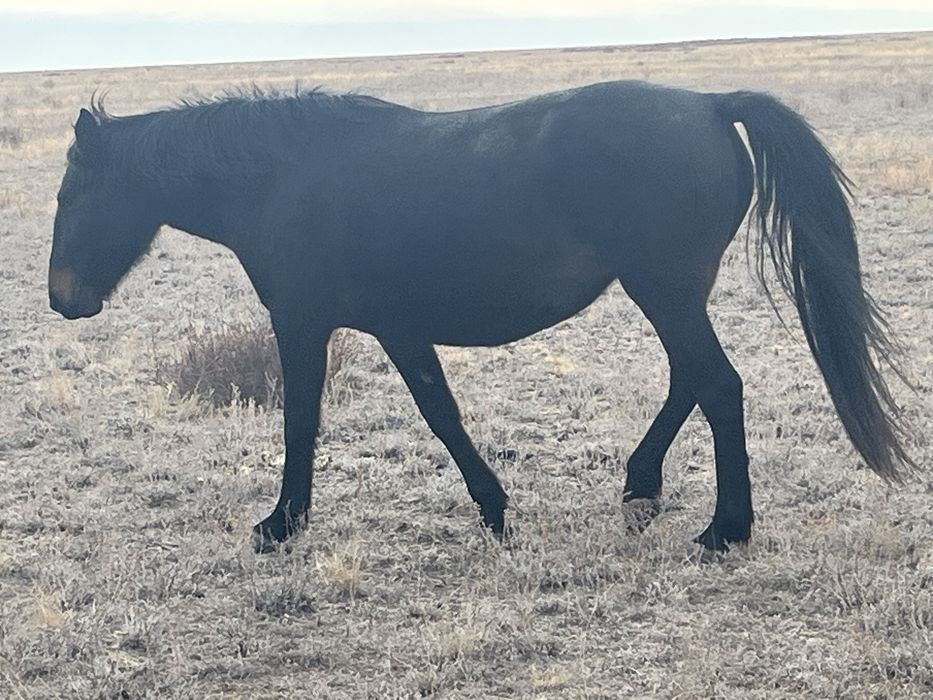 Ту бие сатылады